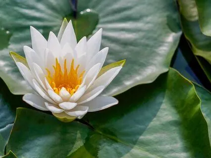 Realm Of The Lotus: Bedtime Tranquility With The Buddha