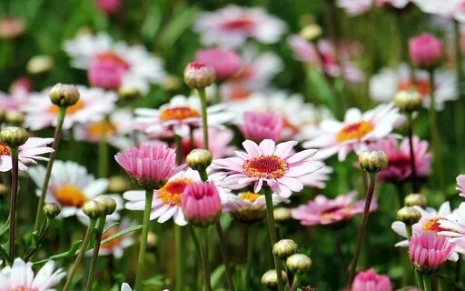 Self-Soothing, Self-Comforting Meditation