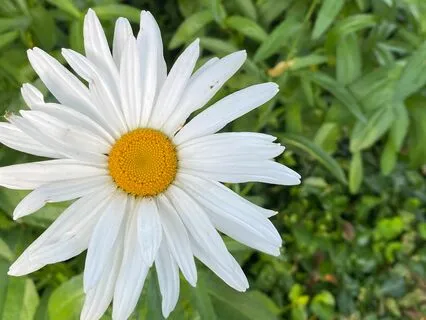 Balance & Re-root Meditation