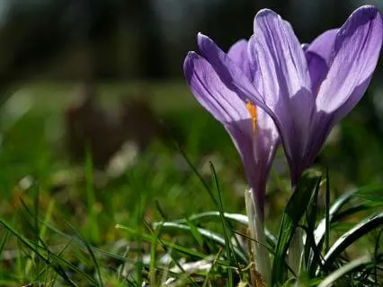 Rebirth Meditation With Tibetan Bowls