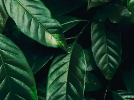 "Rebirth" Sound Healing