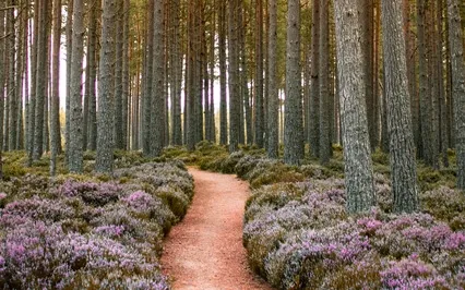 Reborn In Every Moment - Contemplative Prose 