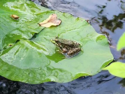 Rebuilding Meditation