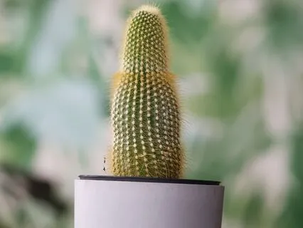 Recalibrate: A Gentle Meditation For After A Panic Attack