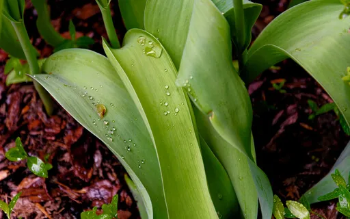 Receive Comfort (Extended With Music For Bedtime)