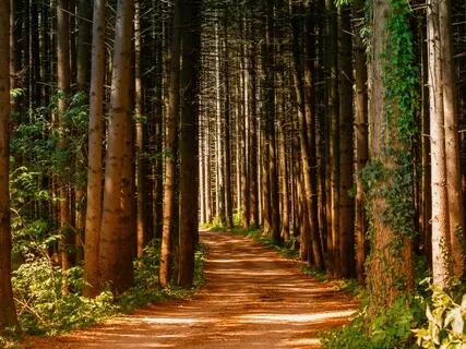 Receive Intuitive Guidance 