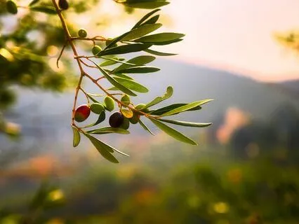 Receive The Oil Of Love