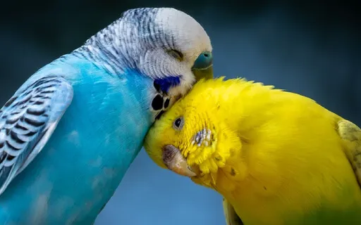 Receive Your Beloved: Prepare For Divine Partnership