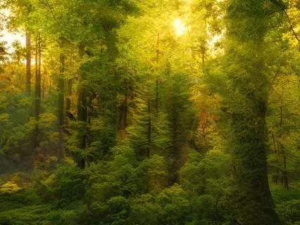 Receiving Mother Earth's Light | A Grounding Practice