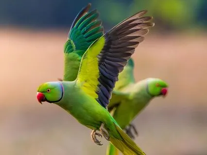 Receiving, Redirecting, And Serving