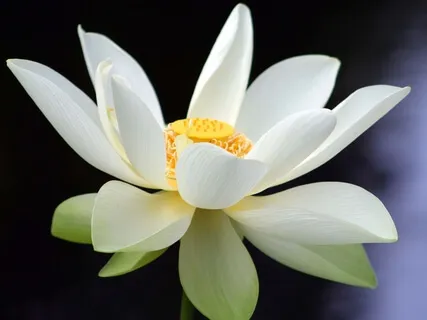 Receiving The Blessings Of A Quiet Mind