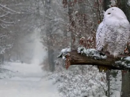 Receiving Wisdom Meditation Yoga Nidra (NSDR) With Om Music