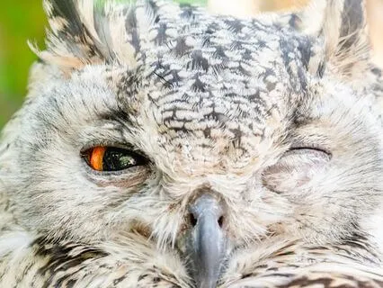 Receiving Wisdom Meditation Yoga Nidra (NSDR)