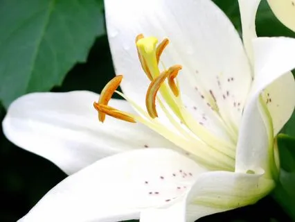 Receiving Your Heart's Desires Meditation