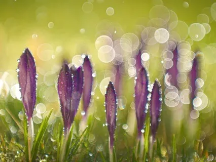 'Receiving ~ Releasing' Meditation: Spring's Lesson