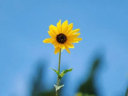 Receptivity To Creativity