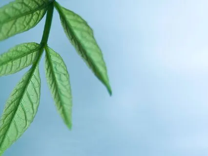 Recharging And Reconnecting Lunch-Break Energy Meditation