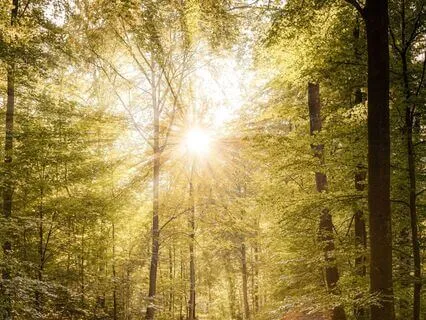 Recharging Walk In The Woods: Connect Deeply To Yourself