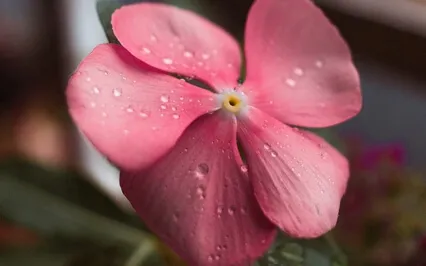 Recién He Llegado Vidita - Live | Feat. Madhu Anziani