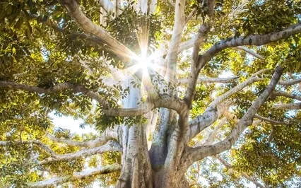 Reciprocal Rhythm Nature Meditation