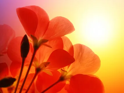 Recitation Of Rumi: Finishing Candle