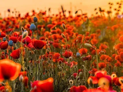 Reclaiming Your Light: Healing From Tall Poppy Syndrome