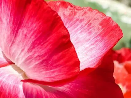 Recode For Wealth Expansion