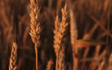 Recognising Hunger To Eat More Mindfully