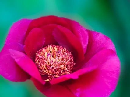 Recognising Your Radiance