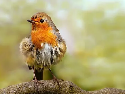 Recognizing Awareness & Increasing Attention