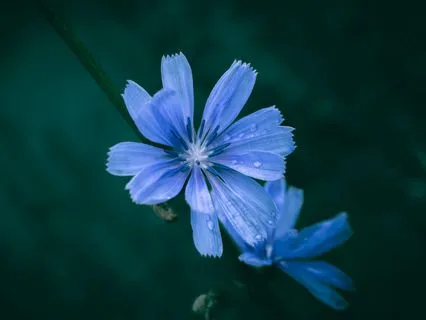 Reconcile – 20-Minute - Forgiveness & Longevity Meditation