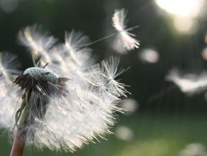 Reconcile – A Forgiveness Meditation For Deep Body Healing