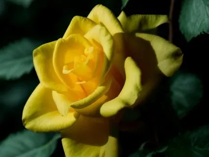 Reconnect | Meditation