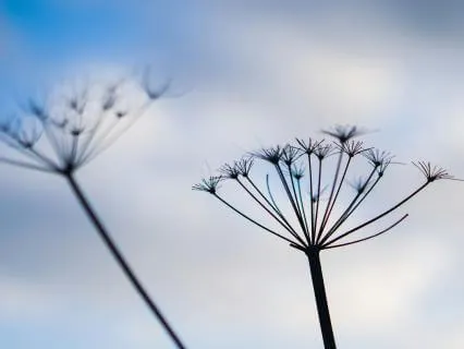 Reconnect - Self Trust Body Based Affirmations