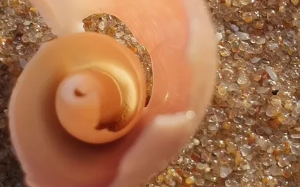 Reconnect To Still Point