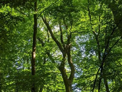 Reconnect With Nature - A Celtic Meditation With Cernunnos