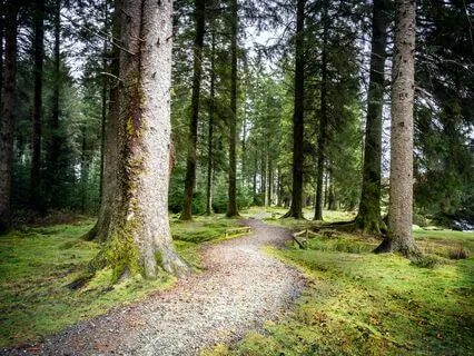 Reconnect With Nature - Forest Walk