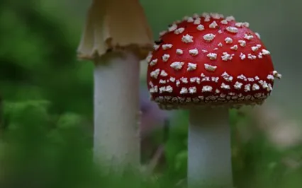 Reconnect With The Earth: 5 Practices With Catherine Mcgee