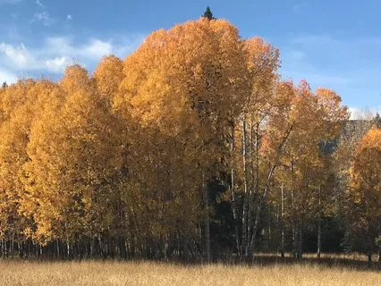 Reconnecting To The Body