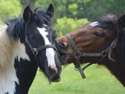 Reconnecting To The Year Of The Fire Horse