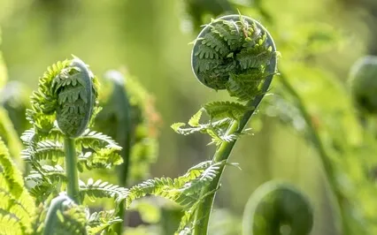 Reconnecting To Your Parenting Wisdom