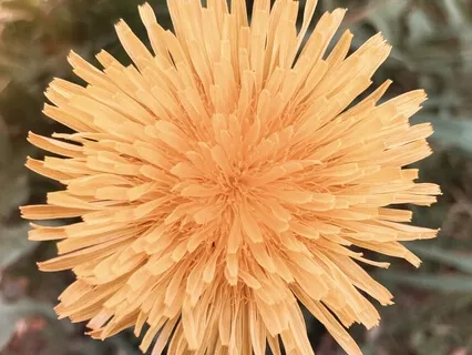 Reconnecting With Your Inner Sun