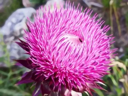 Recovering Our Lost Gifts - A Talk & Guided Practice