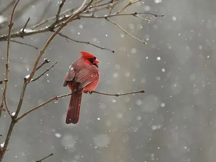 Red Cardinal Affirmation