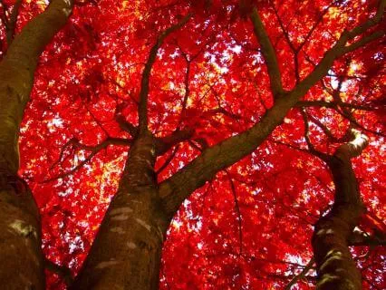 Red Noise + Delta Brainwave Sync (128 Hz Carrier)