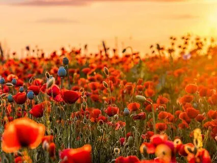 Red Noise Reduce Stress And Improve Sleep Quality