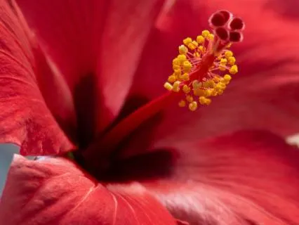 Red: The Lineage Of Primordial Shakti