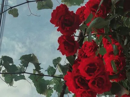 Red Rose Heart Chakra Activation Meditation