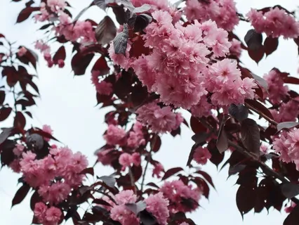 Red Sarasvati Meditation For Wisdom, Eloquence And Abundance