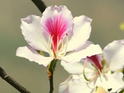 Redesign The Family Code